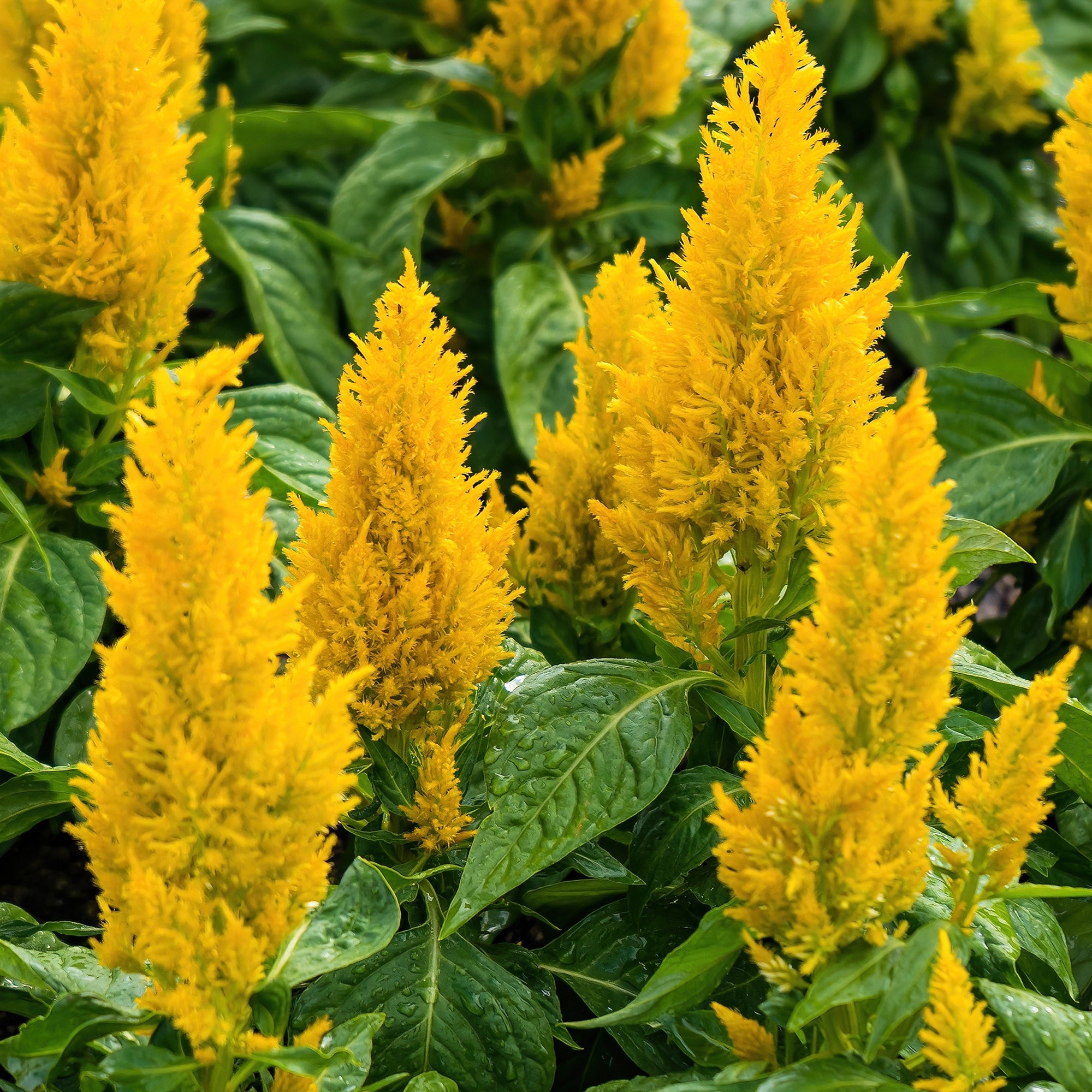 Bakker Célosie jaune Celosia fleur terrasse pot Ø12cm