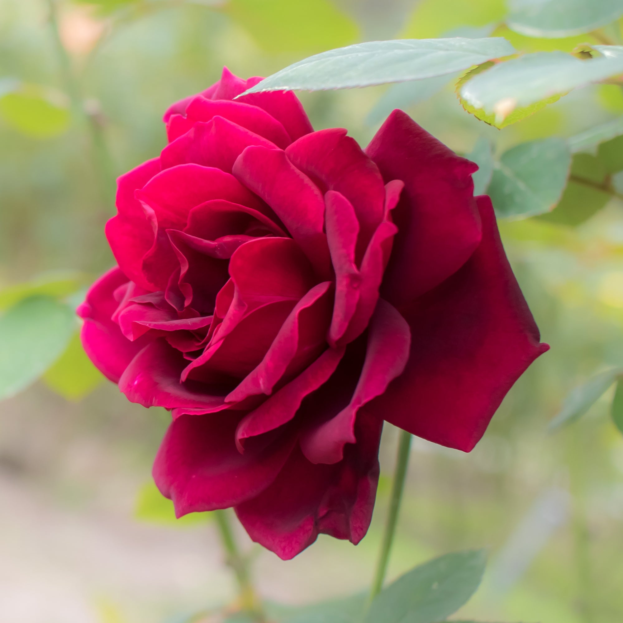 Bakker Oklahoma rosier buisson racine nue rouge parfumé
