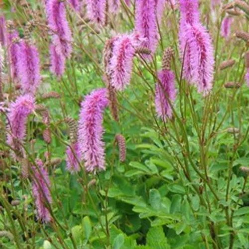 Bakker Pimprenelle Hakusanensis sanguisorbe vivace pot 9cm