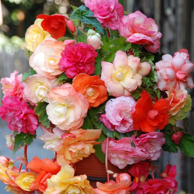 Bakker Bégonia Splendid mélange 5 bulbes fleurs doubles