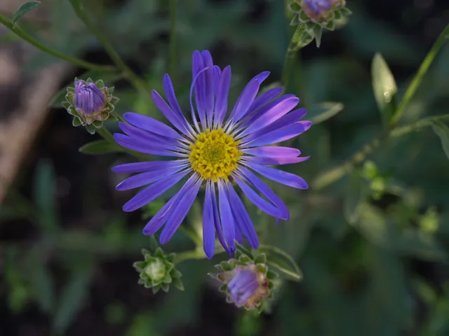 Passion Vivaces Aster Breslau plante vivace bleu violacé godet