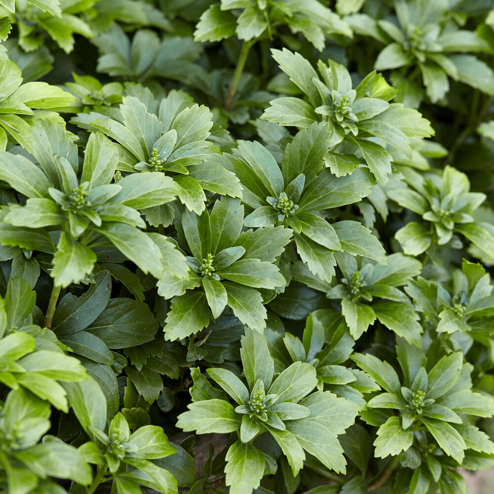 Bakker Pachysandre couvre-sol pot Ø9cm ombre persistant