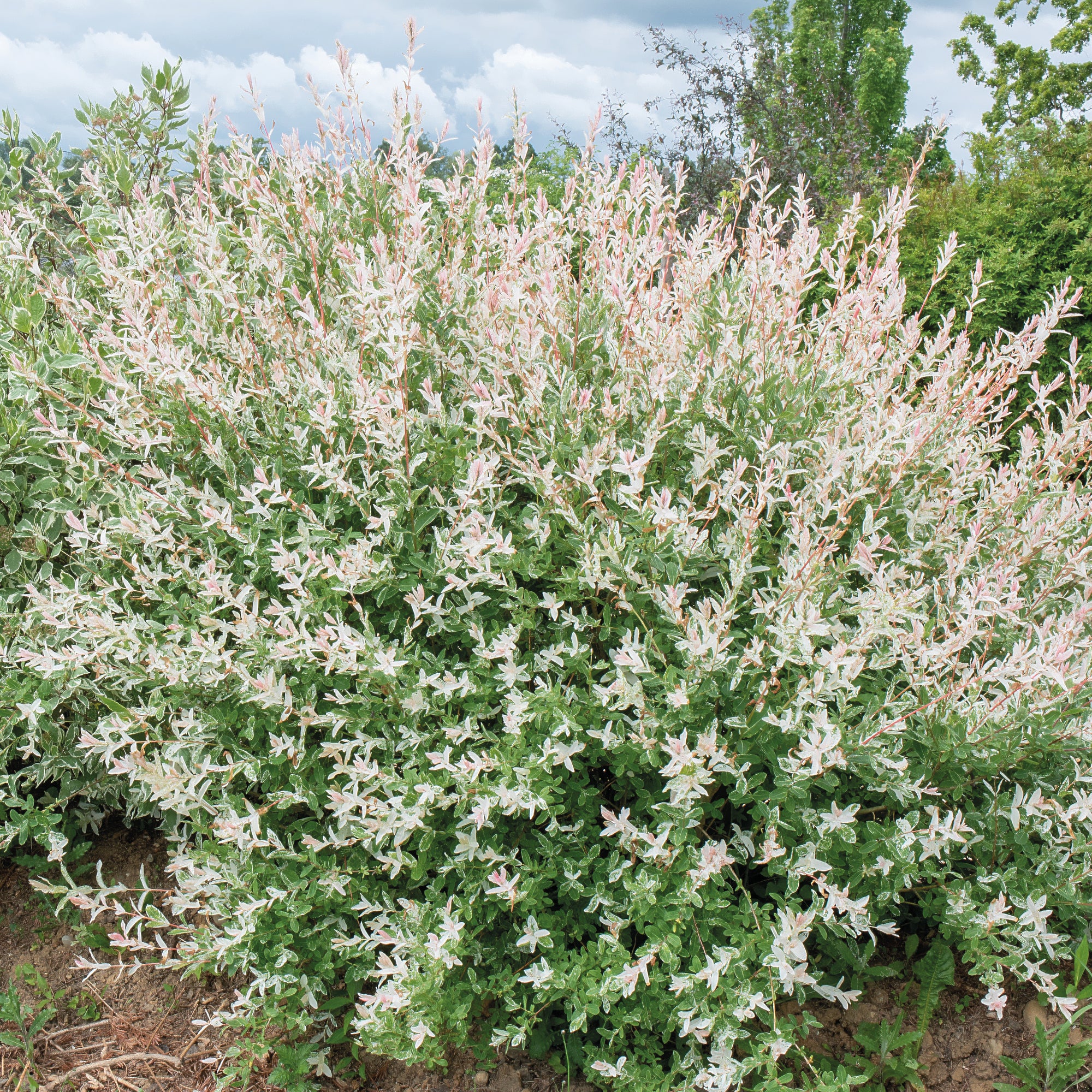Bakker Saule crevette Hakuro haie 5 pots Ø9cm 20-30cm