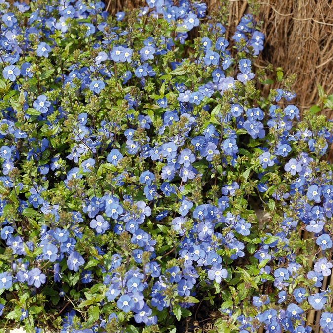 Bakker Véronique Georgia Blue vivace bleue pot 9 cm