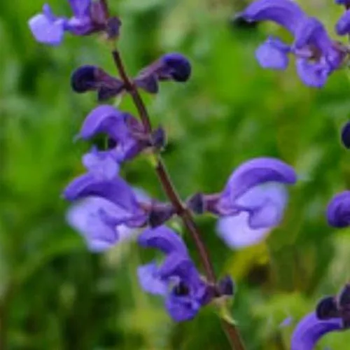 Bakker Sauge des prés Twillight Serenade vivace pot 9cm violet
