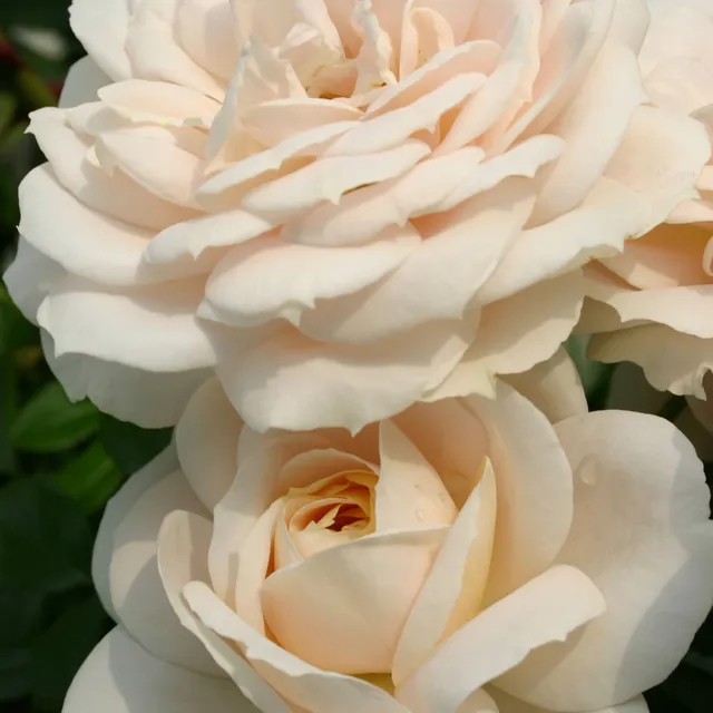 Bakker Rosiers Lions-Rose rosier floribunda pot 4L crème remontant