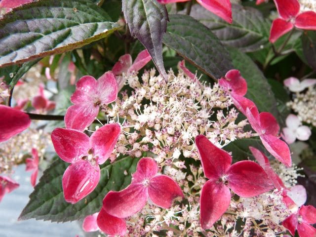 Les Hortensias du Haut Bois Kurenaï hortensia serrata godet