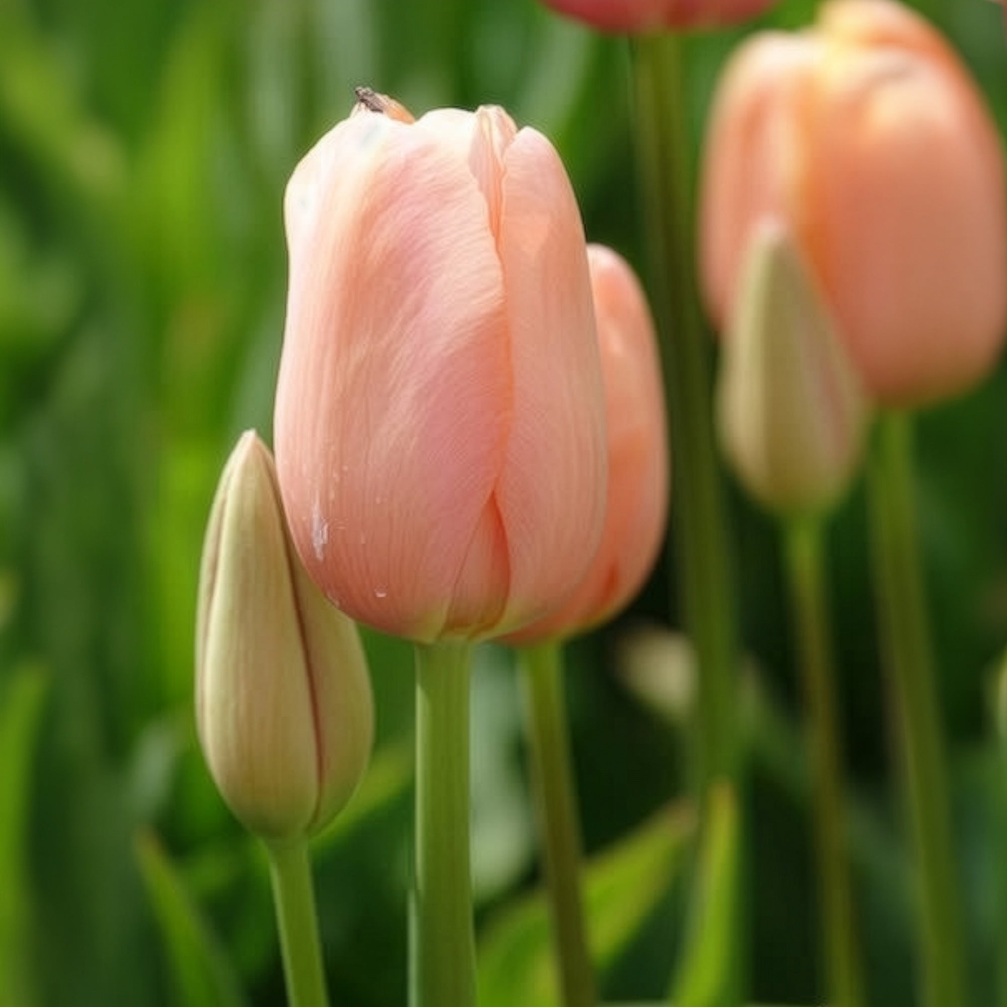 Bakker Menton tulipe rose sachet 7 bulbes 12cm+