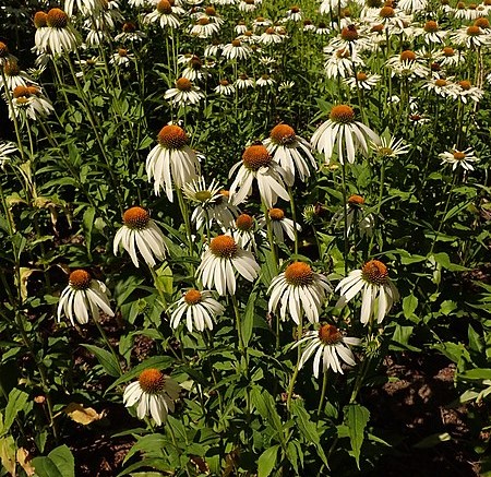 Passion Vivaces Echinacea purpurea White Swan échinacée blanche 1 L