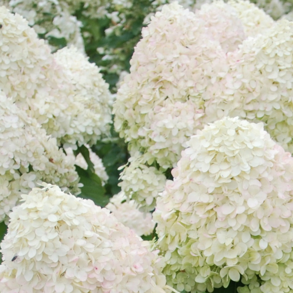 Bakker Phantom hortensia paniculé blanc crème pot 3L