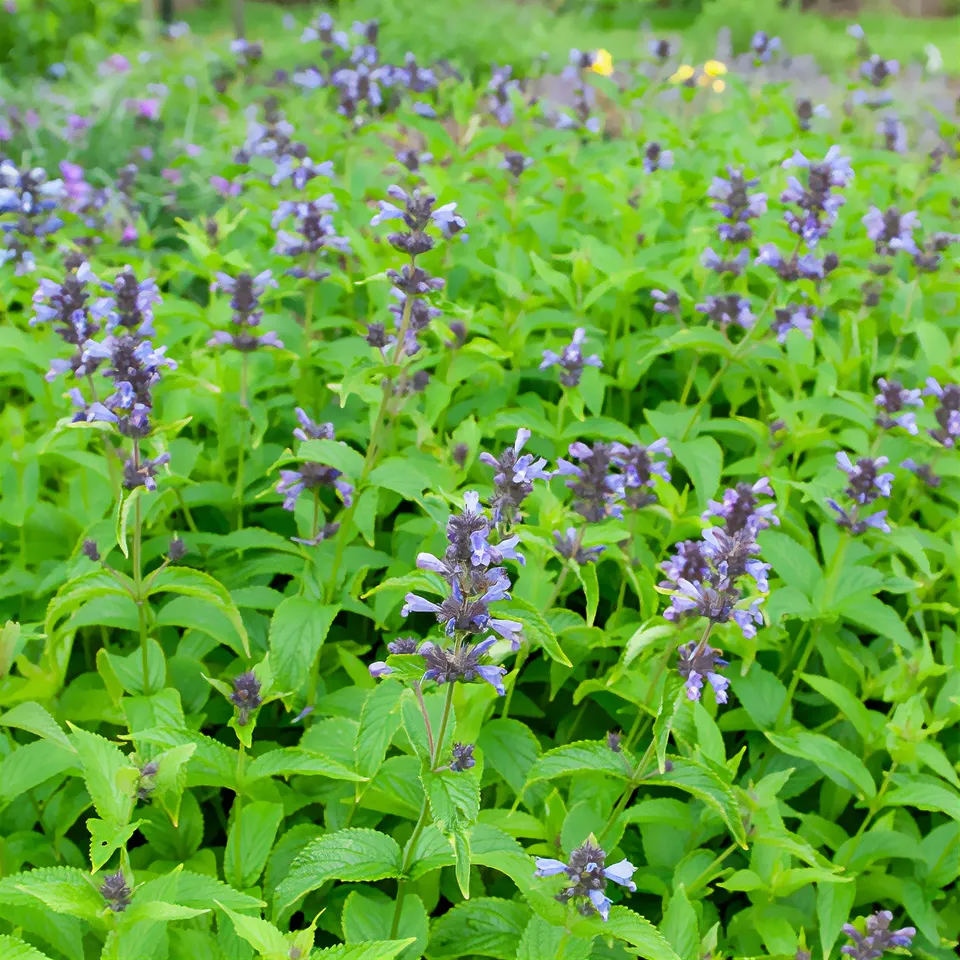 Bakker Kubanica nepeta vivace violette pot Ø9cm