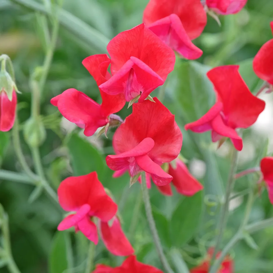 Bakker Pois de senteur King Edward the 7th fleur rouge sachet 2,5g