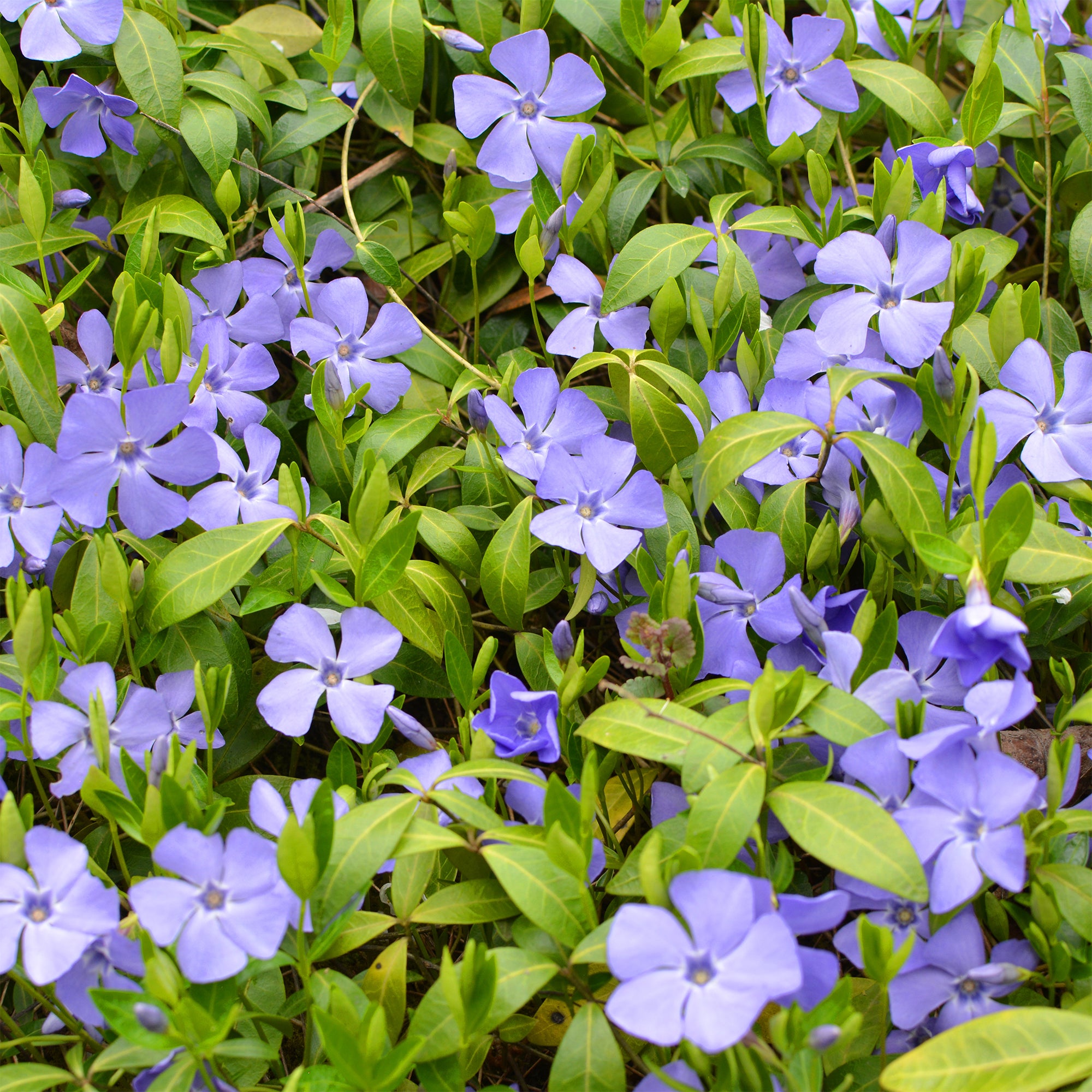 Bakker petite pervenche violette pot 8cm lot de 2