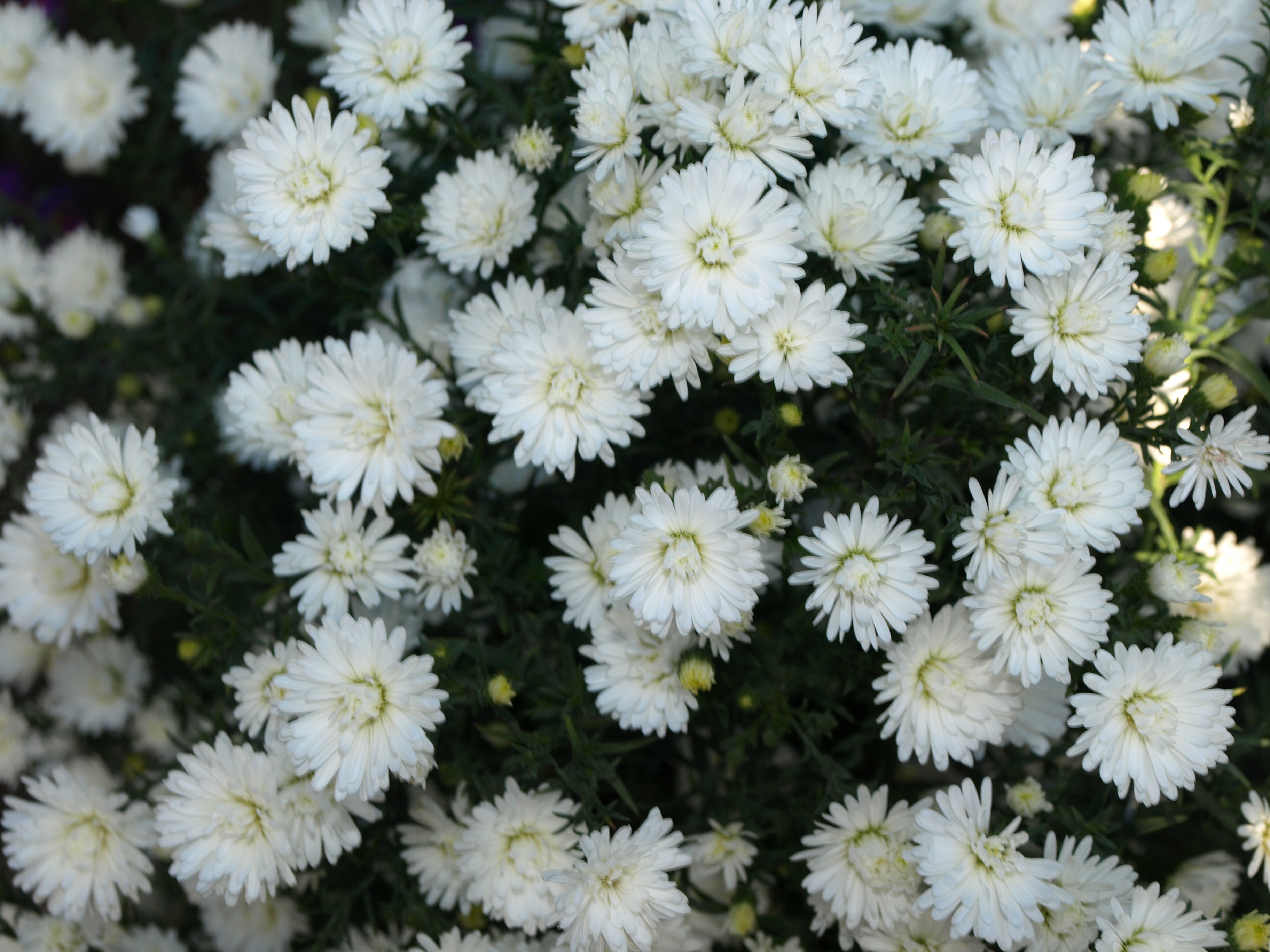 Passion Vivaces Aster Pretty Wendy plante vivace godet blanc