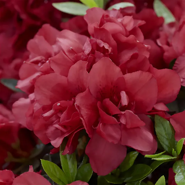 Bakker Azalée Japon Encore Autumn Fire arbuste pot rouge