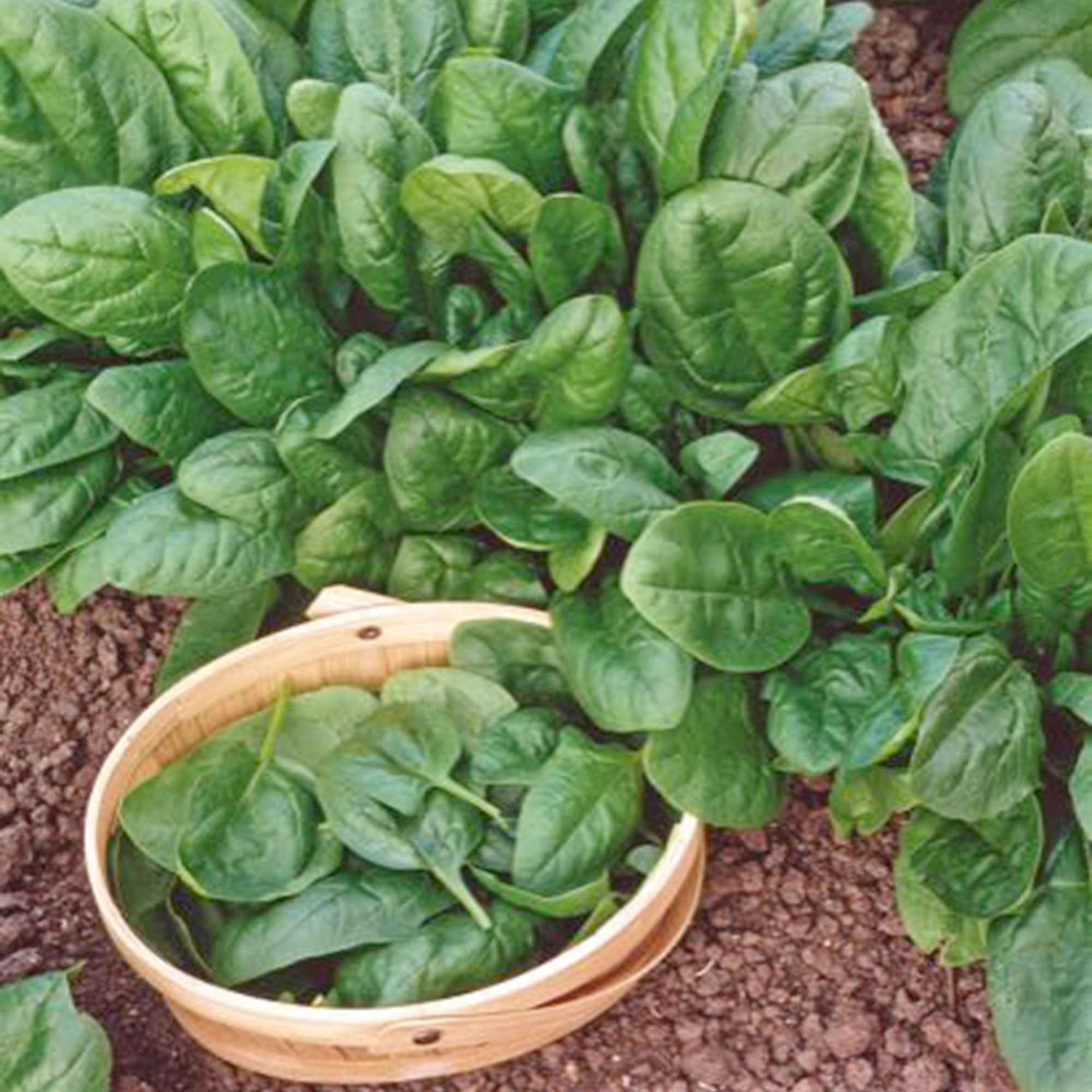 Bakker Épinard Nores sachet 90g graine potager tendre