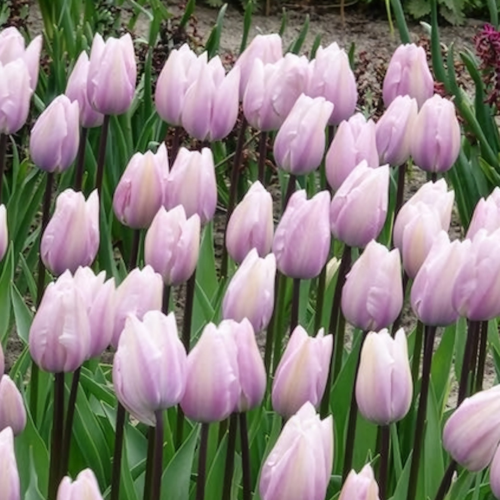 Bakker Tulipe Silver Cloud Triomphe rose 5 bulbes