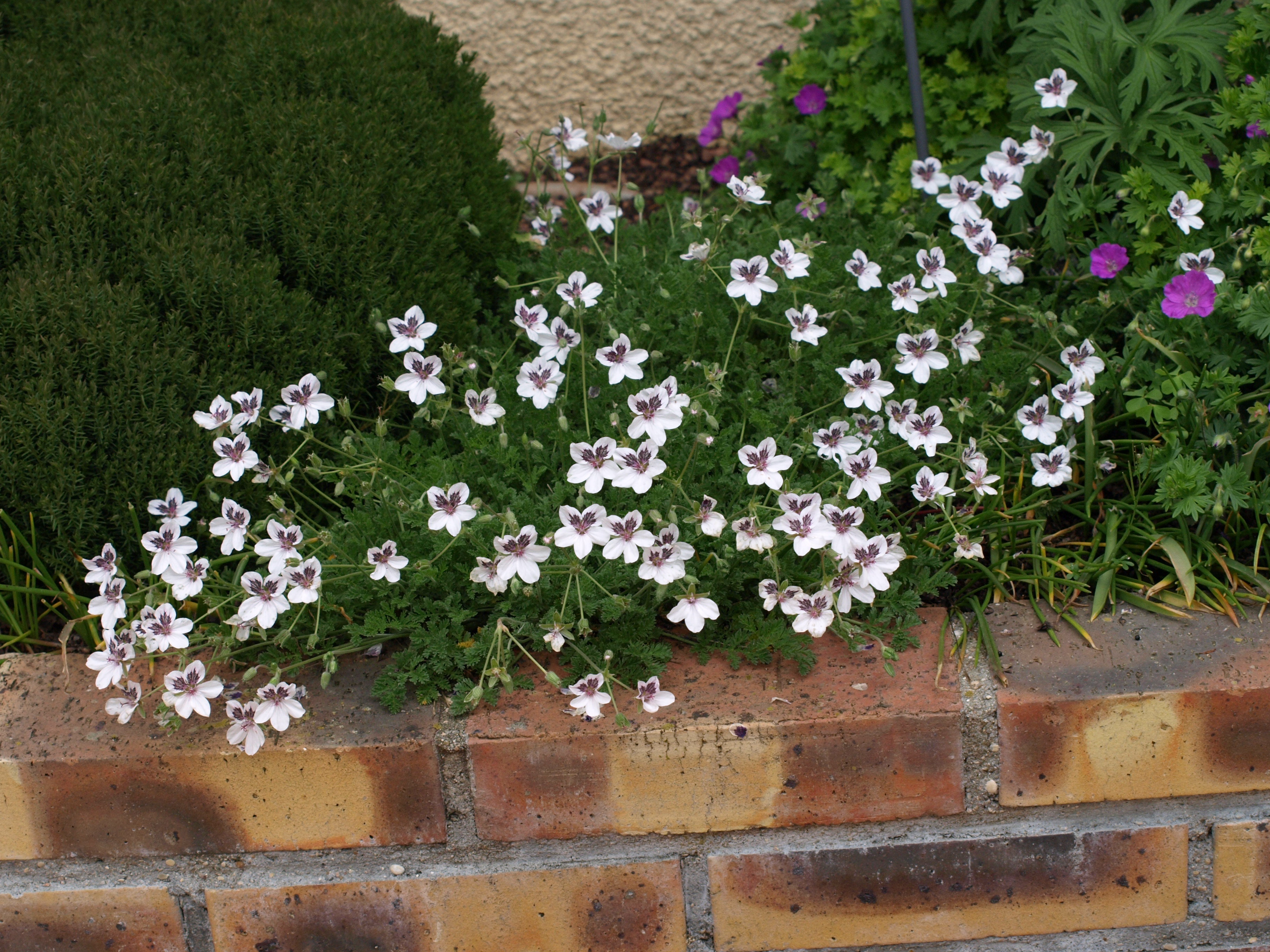 Passion Vivaces Erodium Stéphanie vivace pot 1 L fleurs blanches