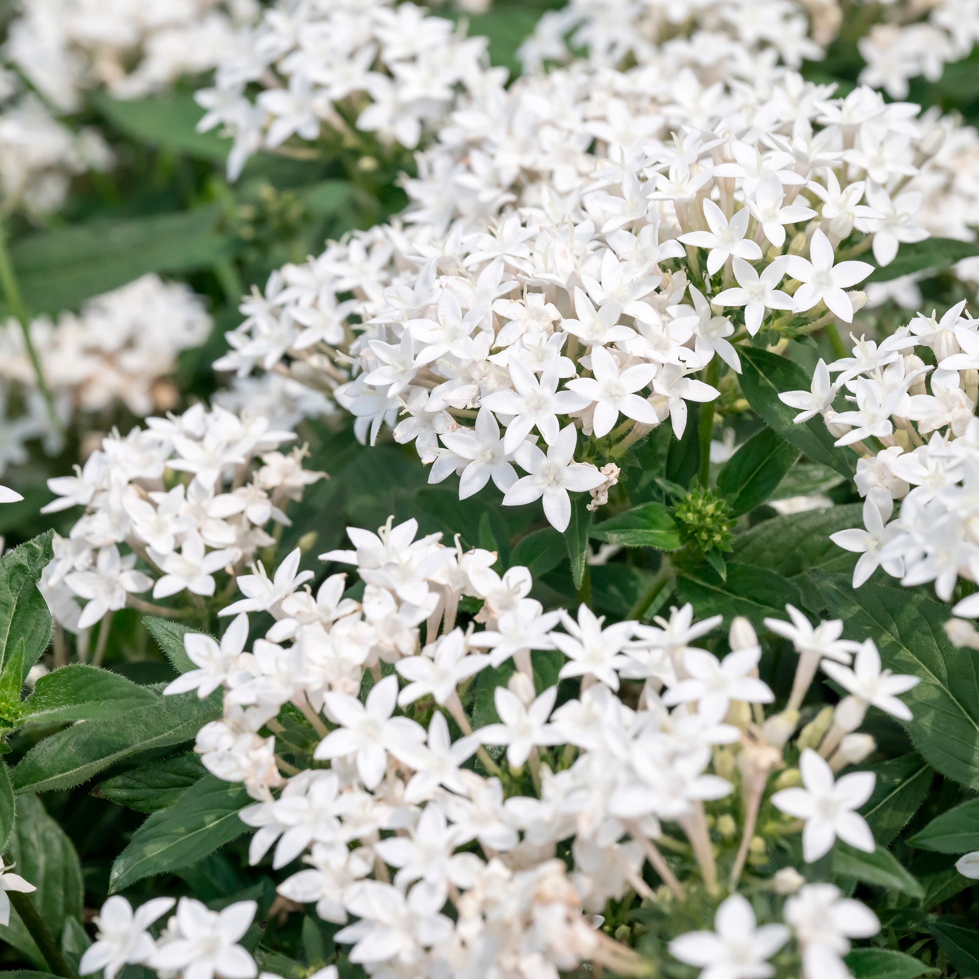 Bakker Pentas Blanc terrasse pot 10,5cm papillons