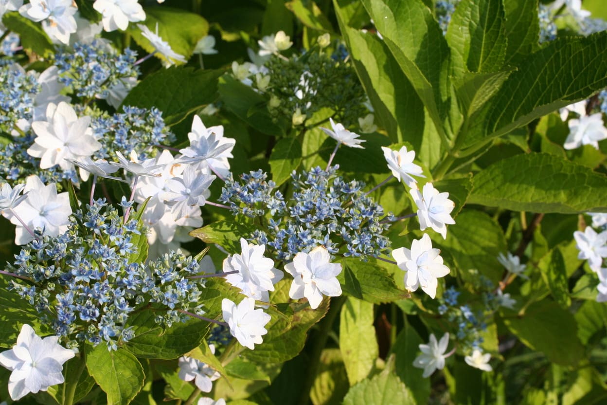 Hydrangea macrophylla Hanabi hortensia fleurs plates blanc