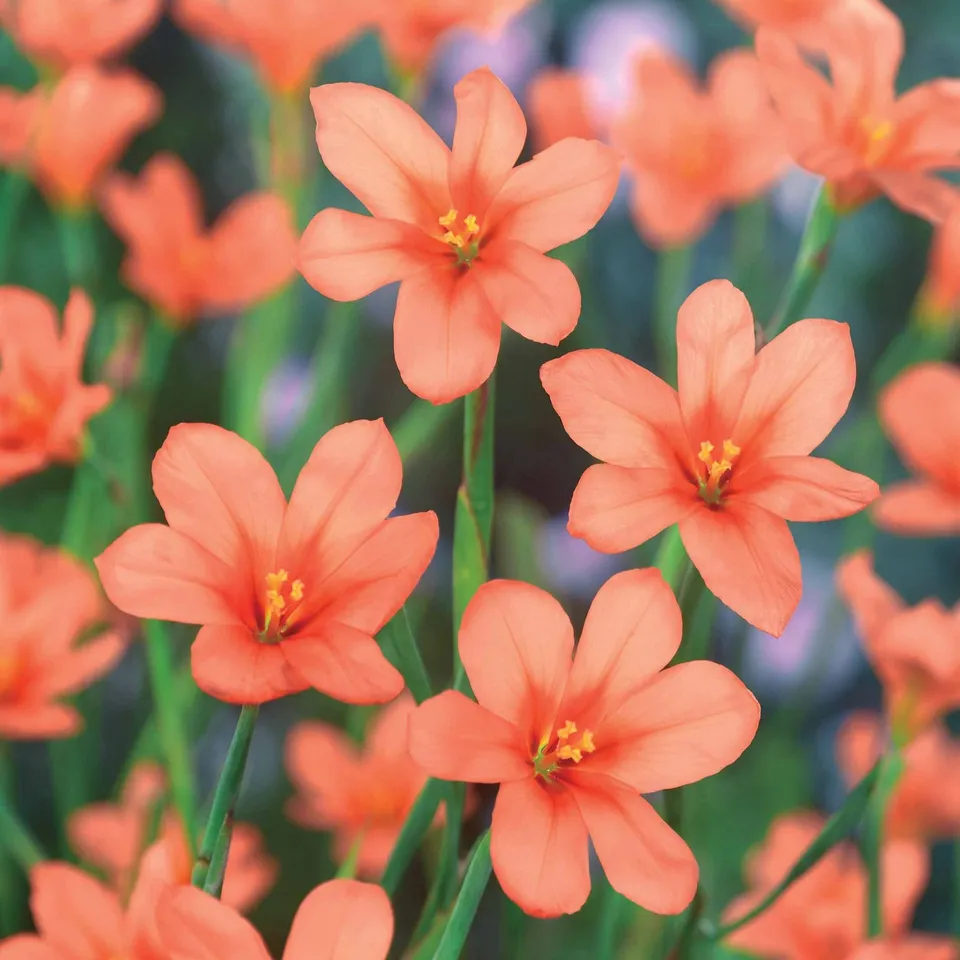 Bakker Homéria saumon bulbes à fleurs sachet de 10 orange