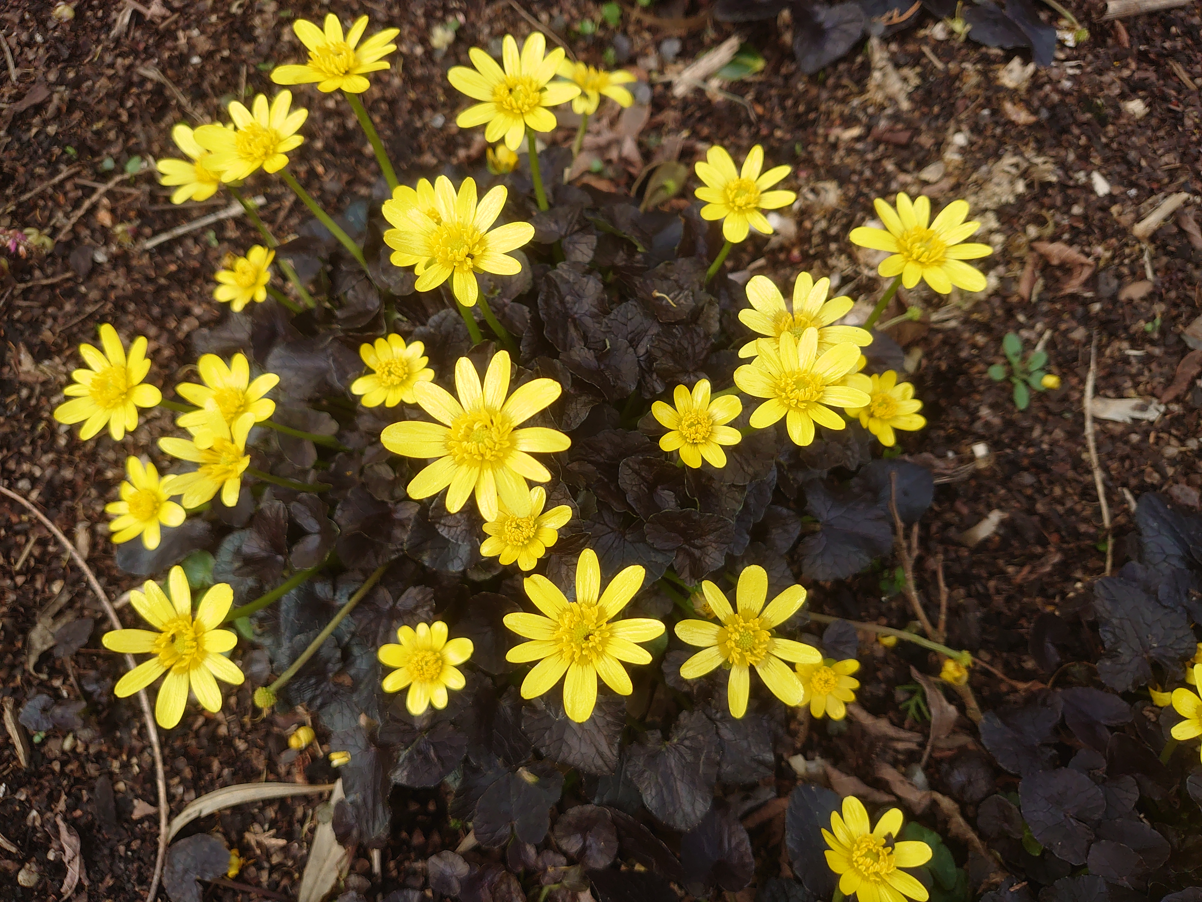 Passion Vivaces Ranunculus ficaria Brazen Hussy godet jaune
