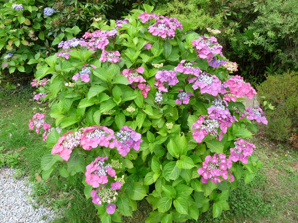 Les Hortensias du Haut Bois Geoffrey Chadbund hortensia lacecap godet