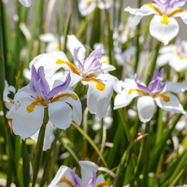 Bakker Dietes grandes fleurs vivace pot Ø9cm blanc