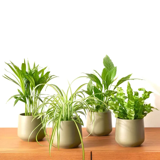 Bakker Collection 4 plantes dépolluantes pots Ø12cm