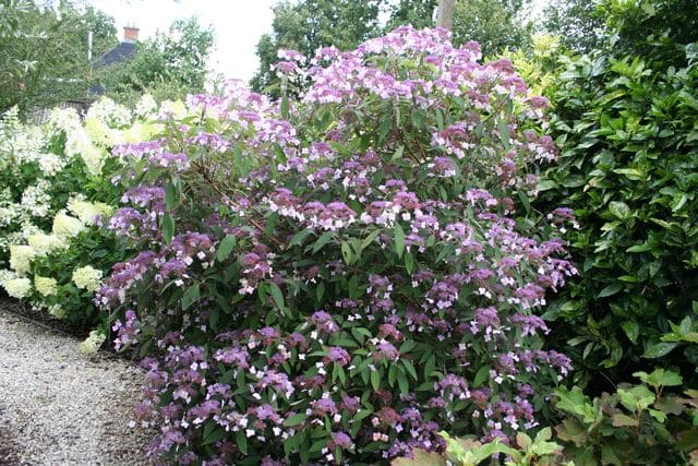 Les Hortensias du Haut Bois Villosa hortensia aspera feuillage godet