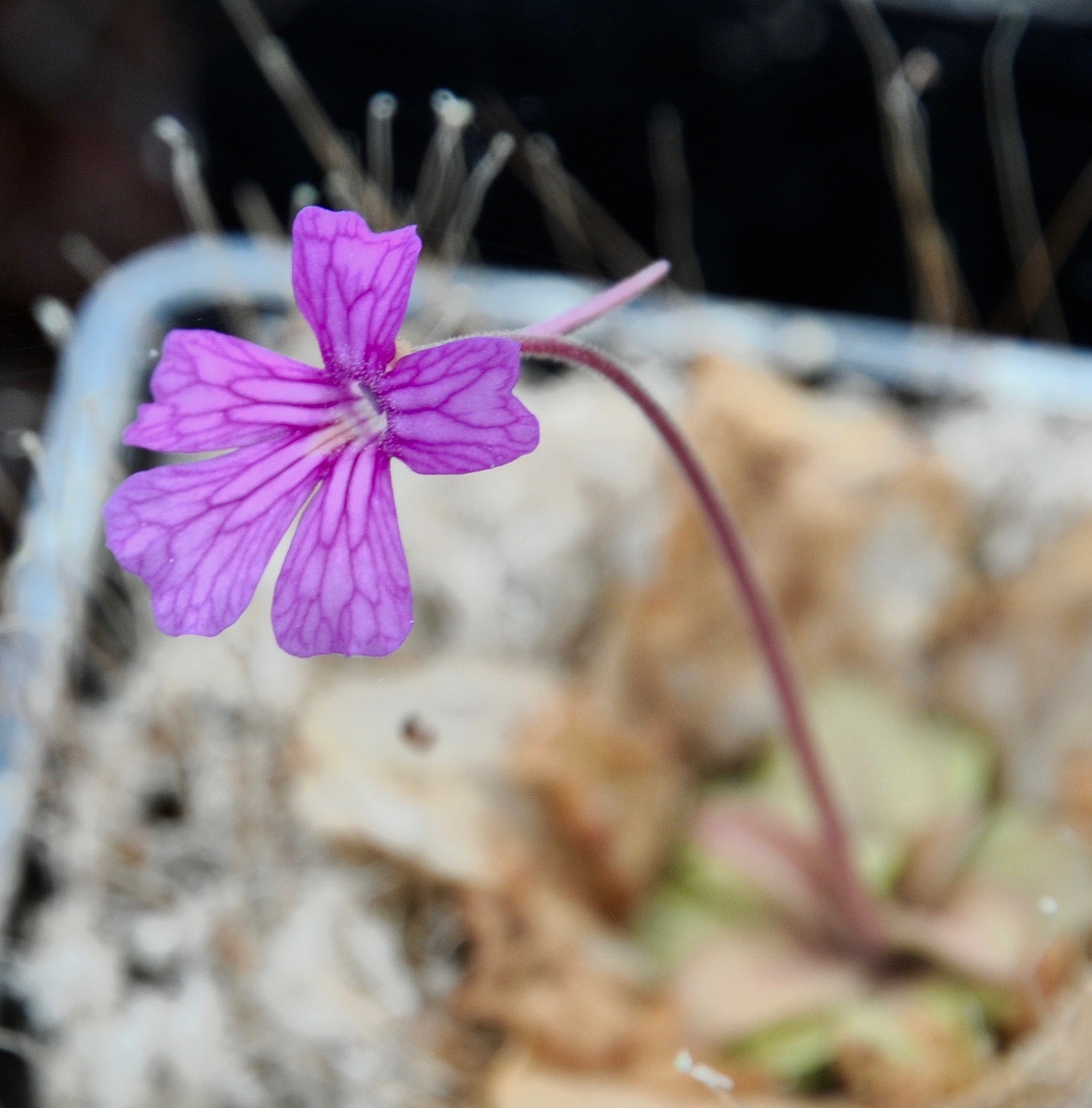 Carniflore Pinguicula x seductora plante carnivore pot adulte