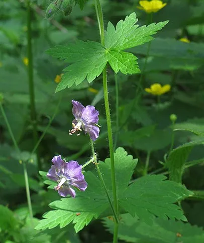 Passion Vivaces Geranium phaeum Lividum vivace godet mauve