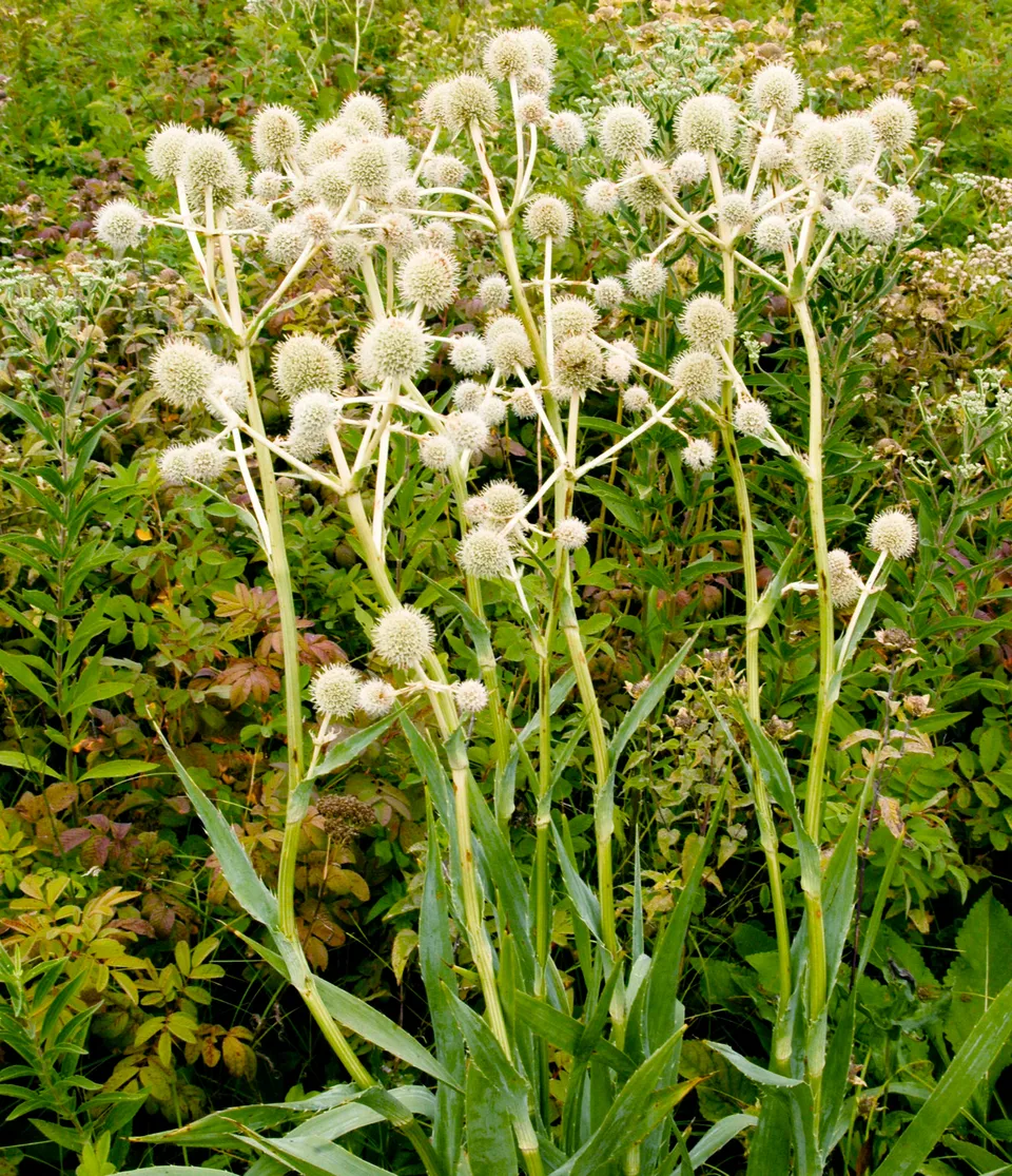 Passion Vivaces Eryngium yuccifolium panicaut plante vivace pot 1L