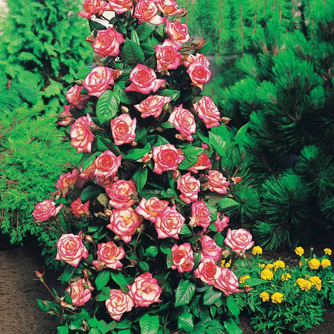 Bakker Collection 4 Rosiers arbustes rosier racines nues