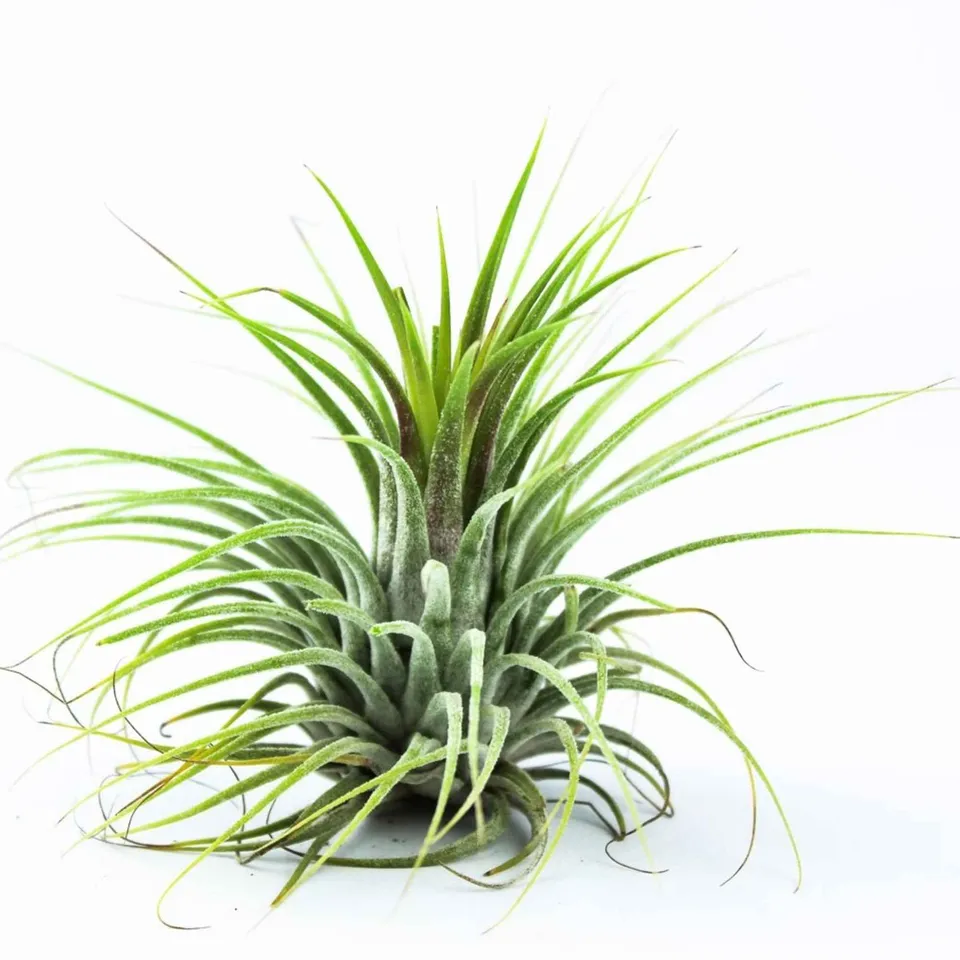 Bakker Tillandsia Druid plante aérienne sans terre