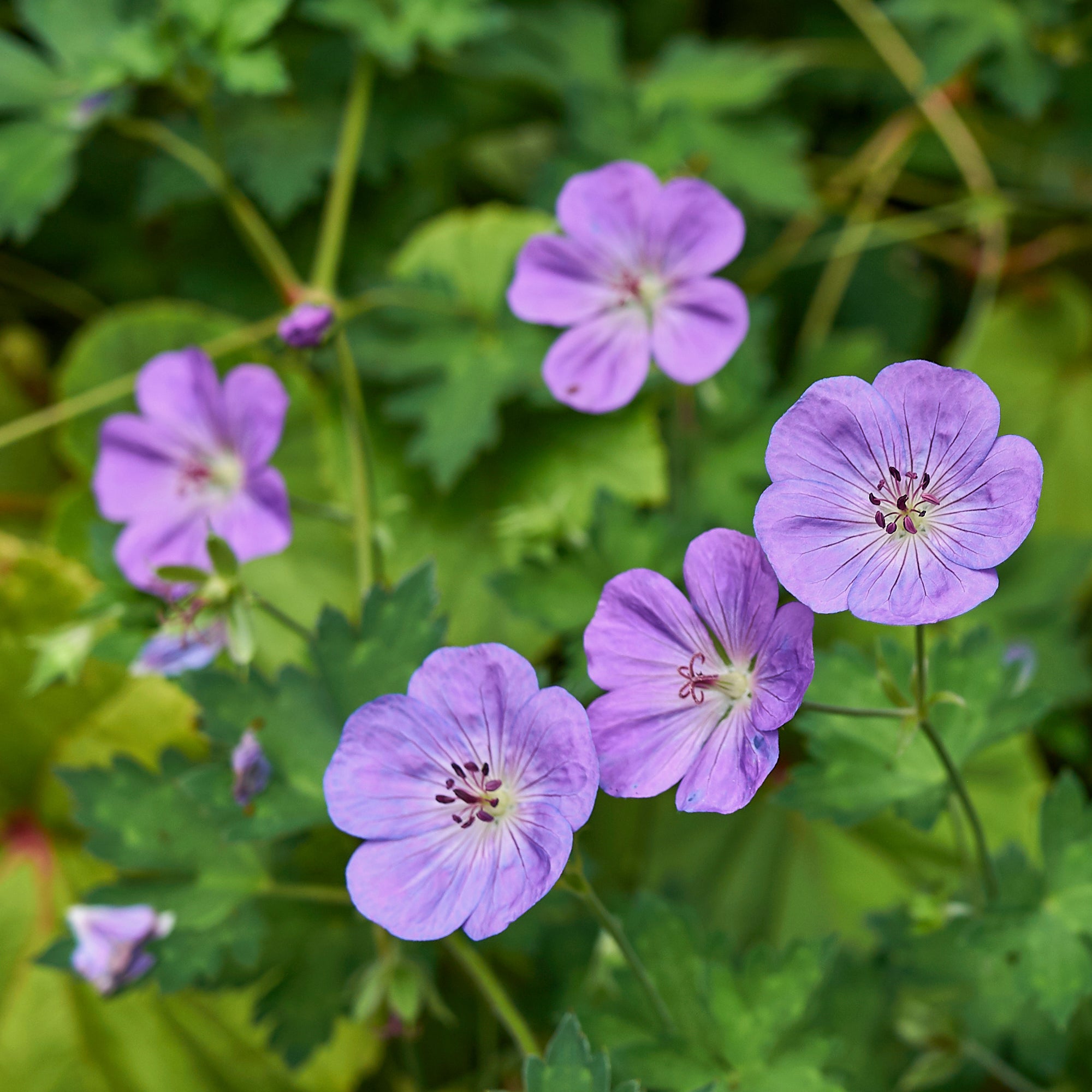 Bakker Géranium vivace bleu de l'Himalaya plante vivace 3 racines couvre-sol