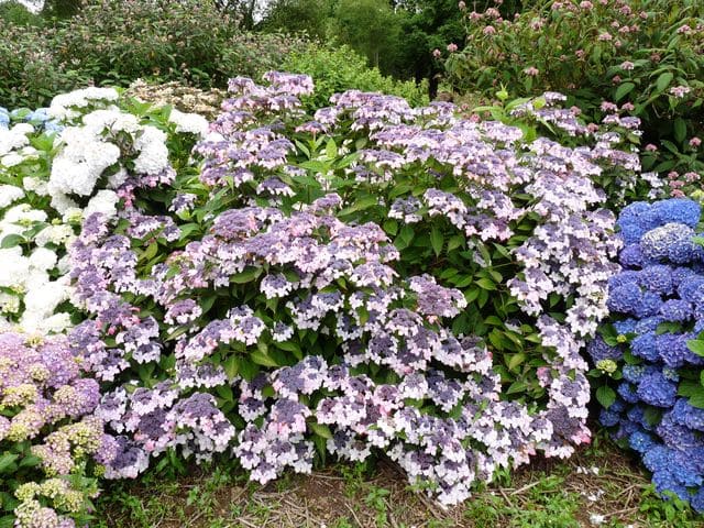 Les Hortensias du Haut Bois Grayswood hortensia serrata fleurs plates
