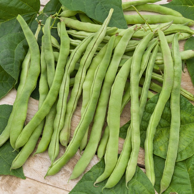 Bakker Potager Haricot à rames Neckarkönigin sachet 60g sans fil