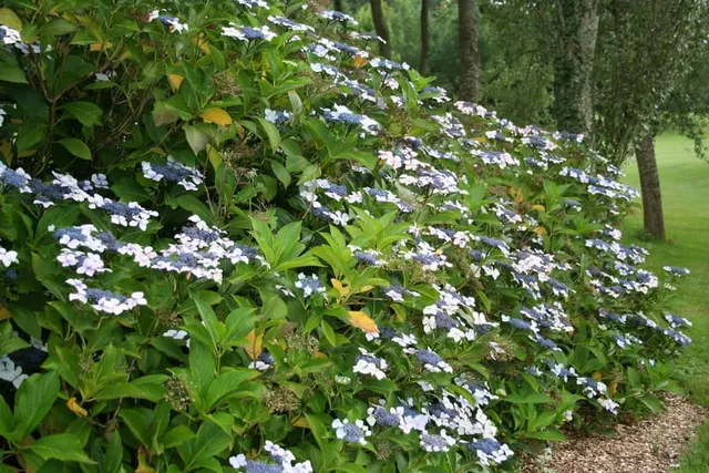 Les Hortensias du Haut Bois Hatsushimo hortensia fleurs plates