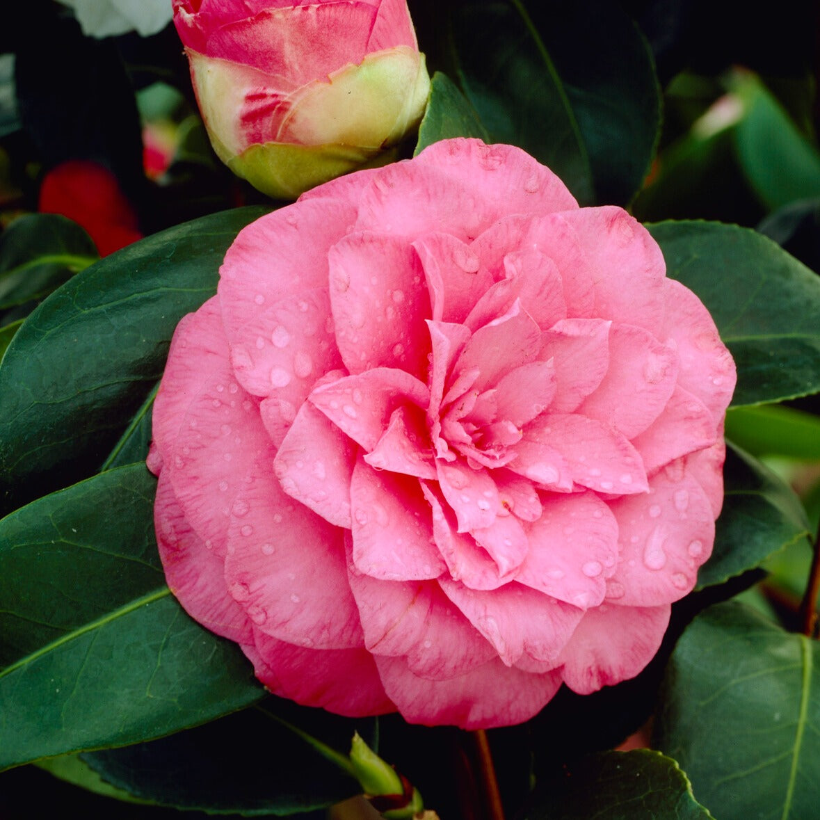 Bakker Camélia Japon doubles roses arbuste pot 2L 30-40cm