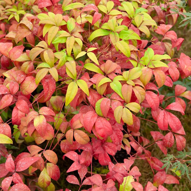 Bakker Nandina Fire Power bambou sacré pot 2L 20-30cm