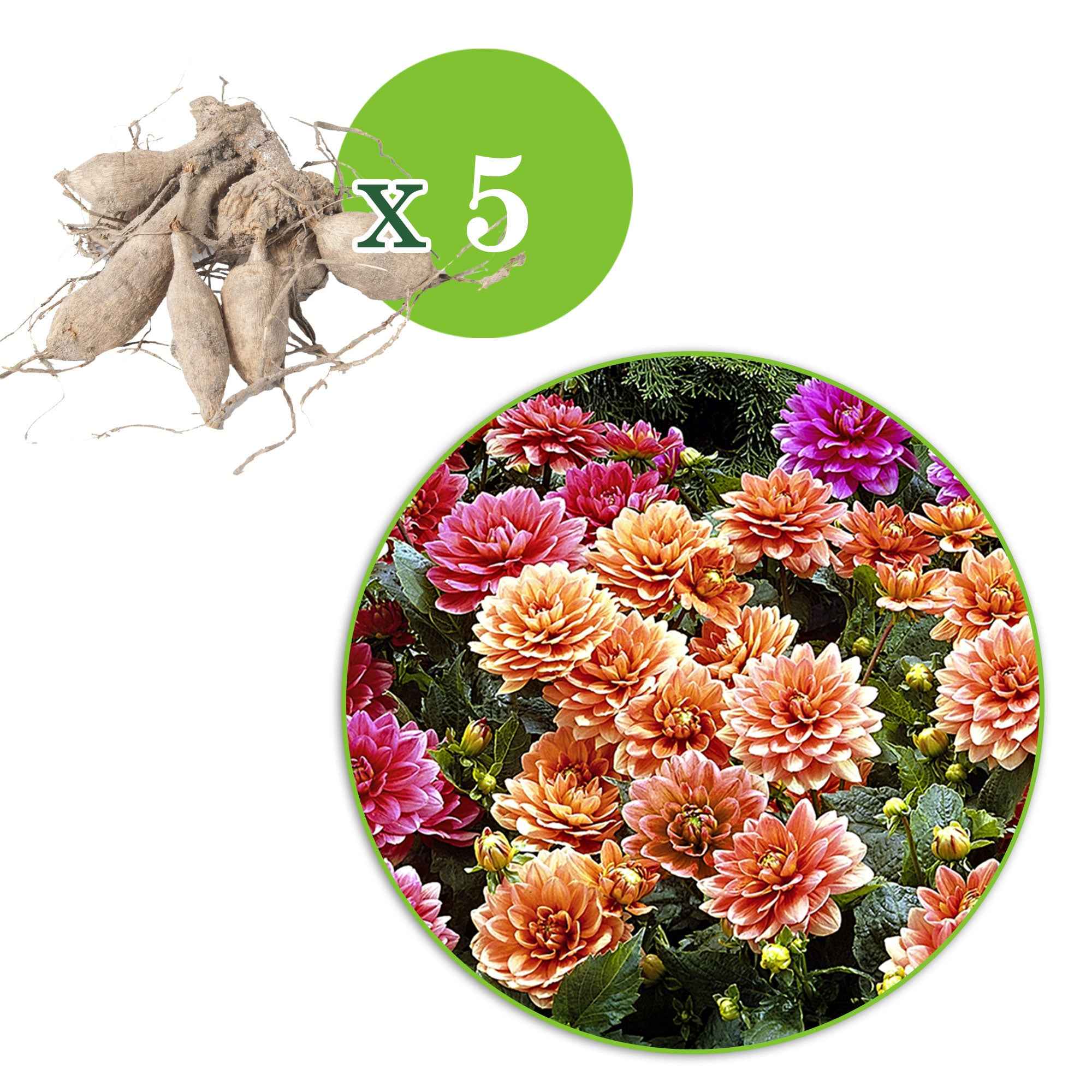 Bakker Bulbes à fleurs Dahlia nain décoratif mélange bulbes sachet 5