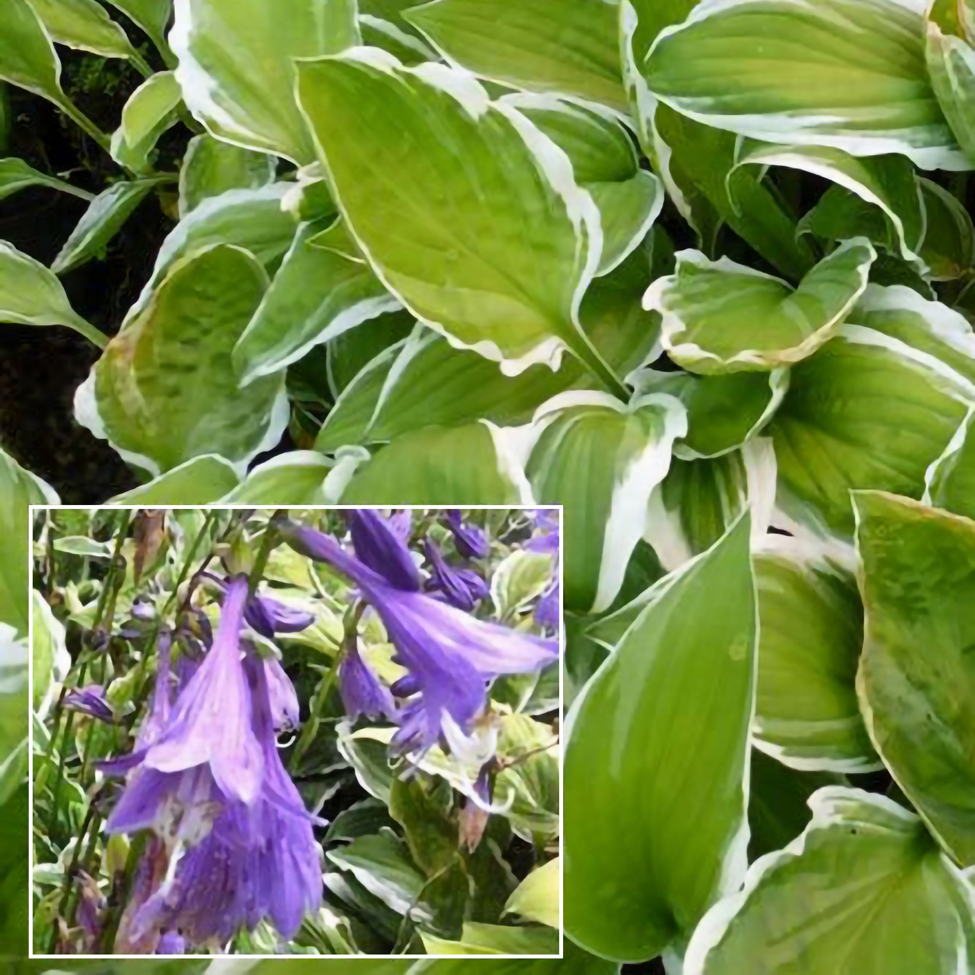 Bakker Plantes vivaces Hosta Ginko Craig vivace pot 9cm ombre
