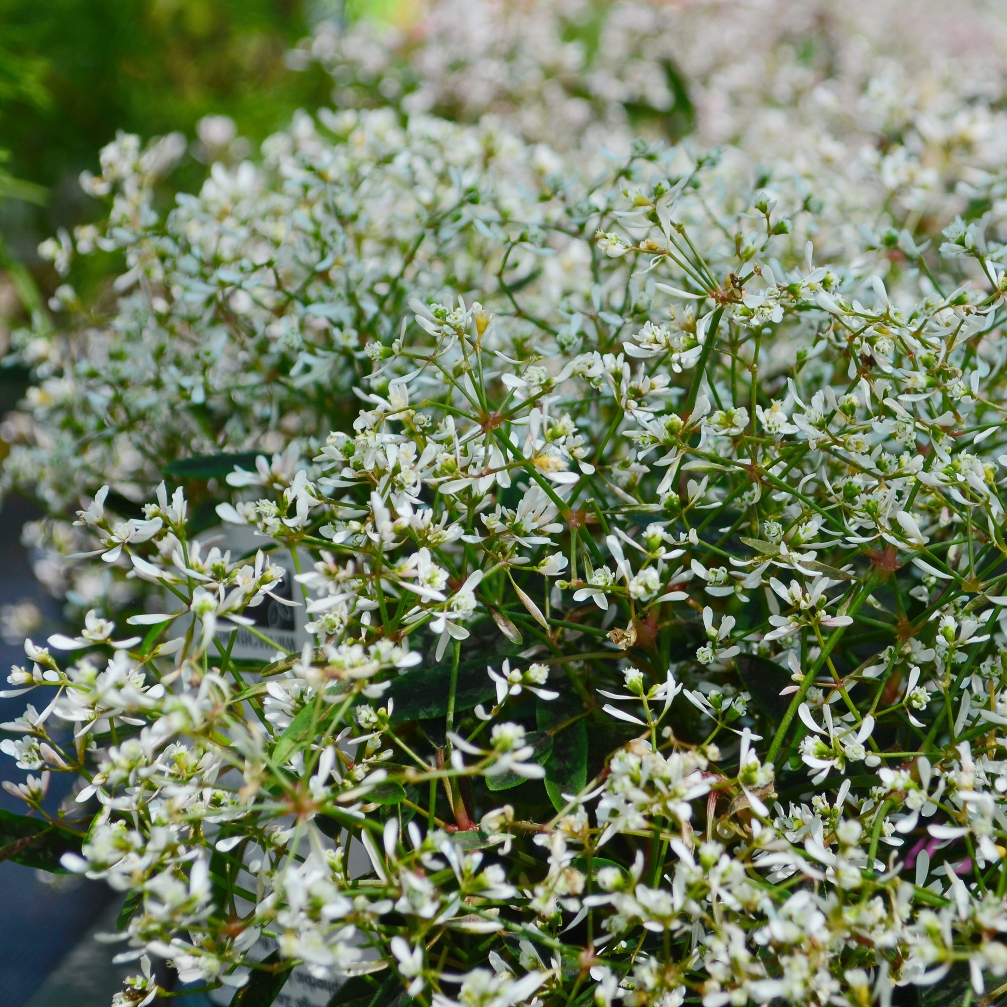 Bakker Plantes vivaces Euphorbe Diamond Frost pot 10,5cm blanc