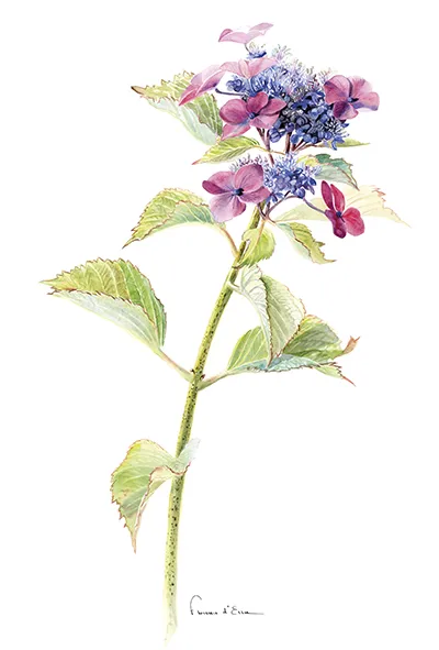 Les Hortensias du Haut Bois Zeisig carte postale A6 jardin