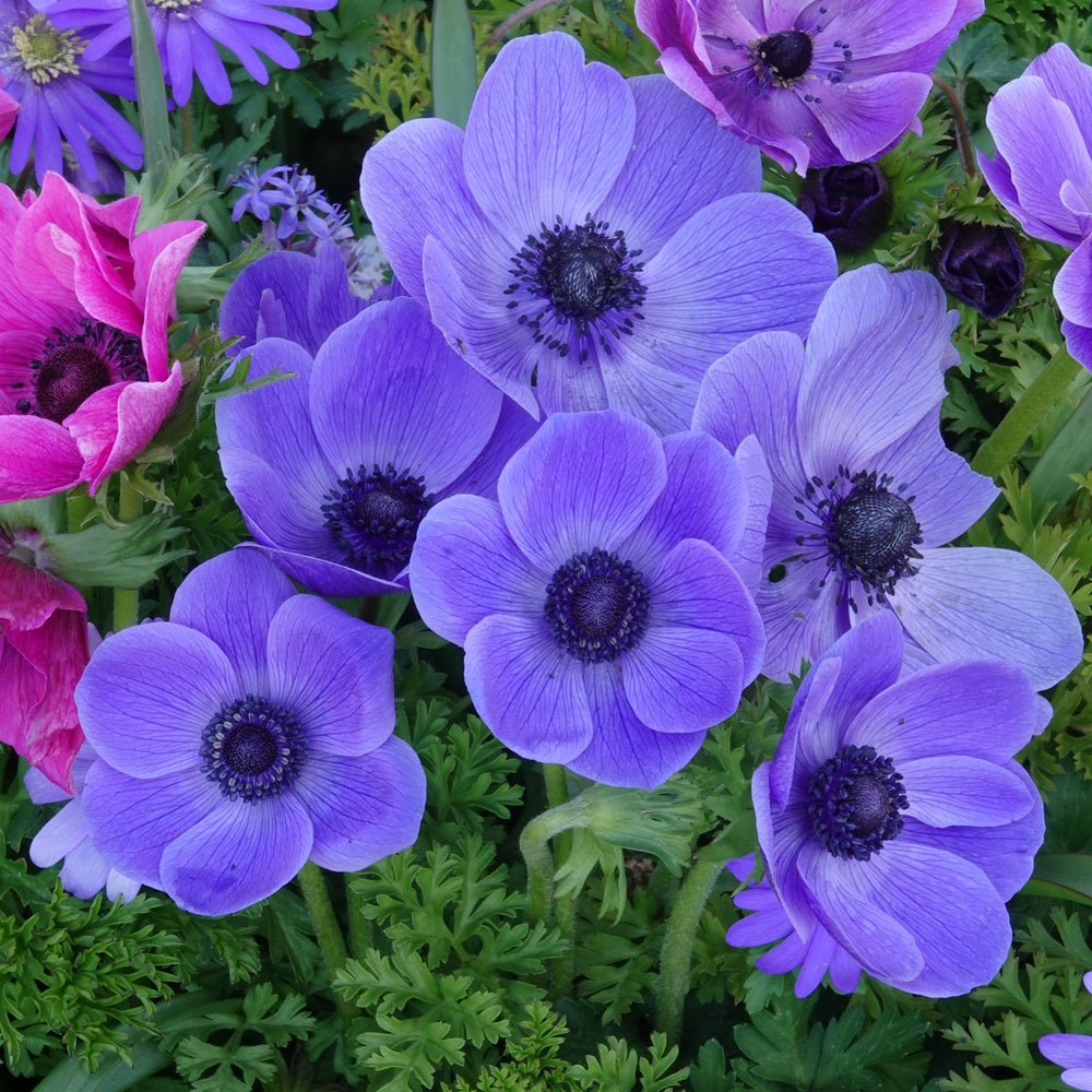 Bakker Anémone coronaria bleue sachet 20 bulbes 5-6cm