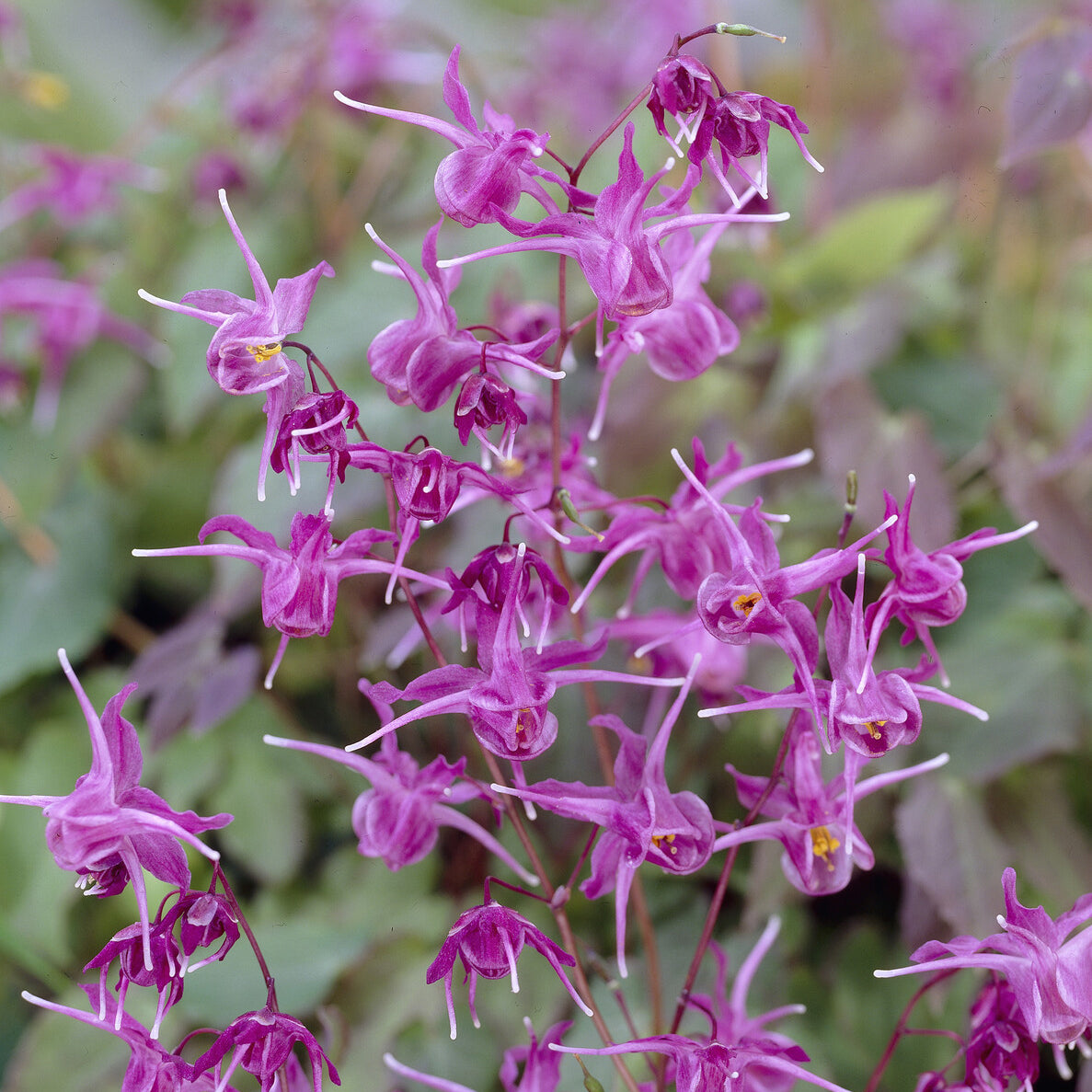 Bakker Lilafee epimedium plante vivace pot 9cm fuchsia