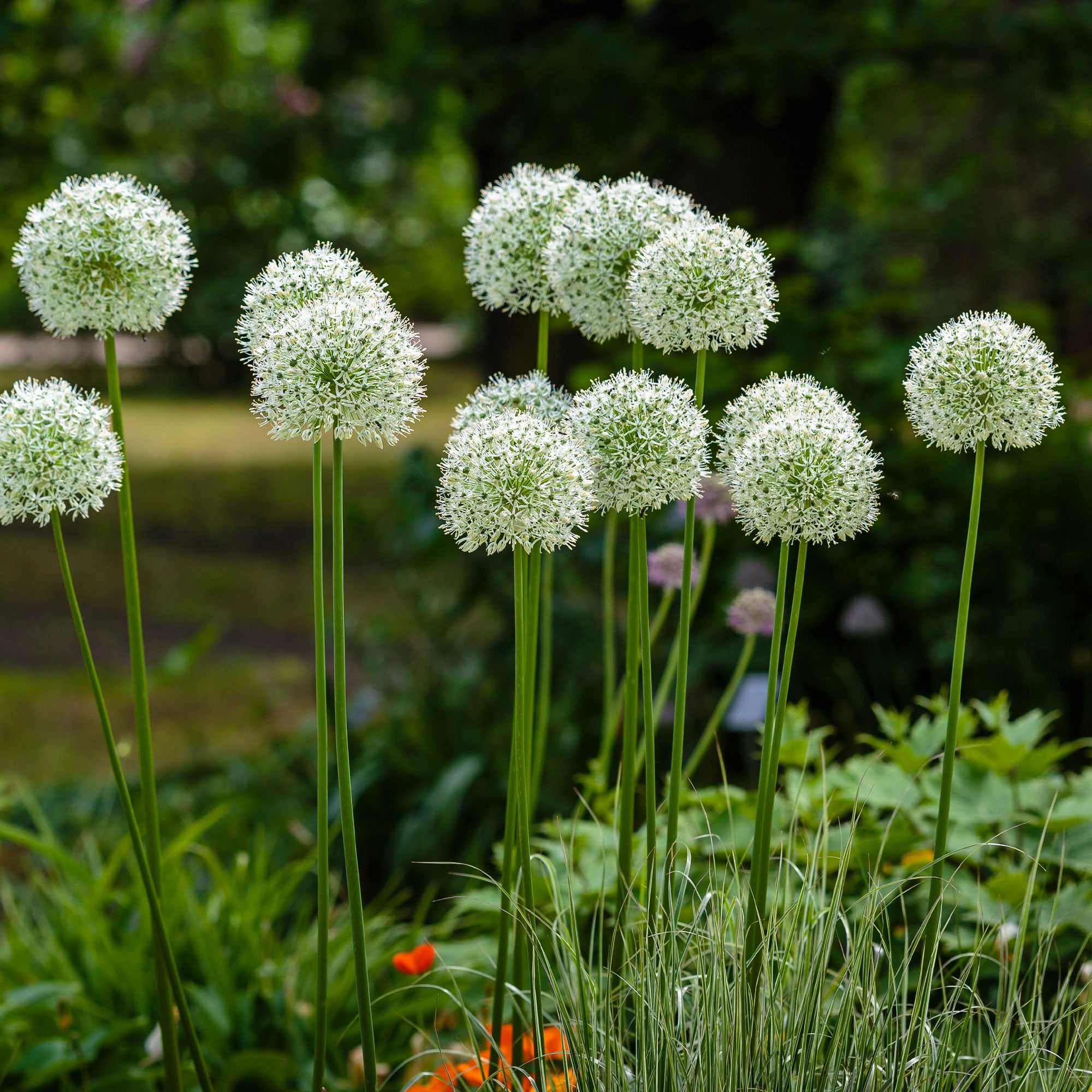 Bakker Allium Mount Everest bulbes sachet 2 blanc