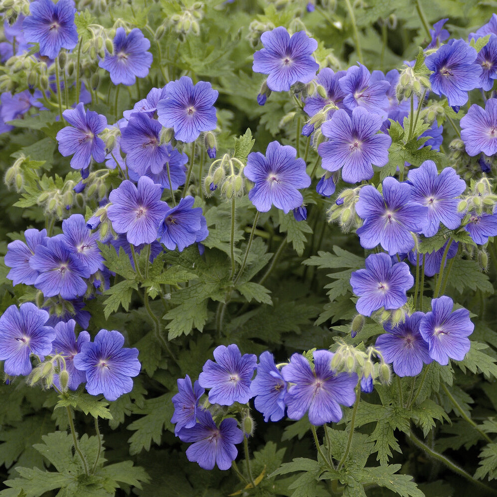 Bakker Géranium vivace bleu de l'Himalaya plante vivace 3 racines couvre-sol