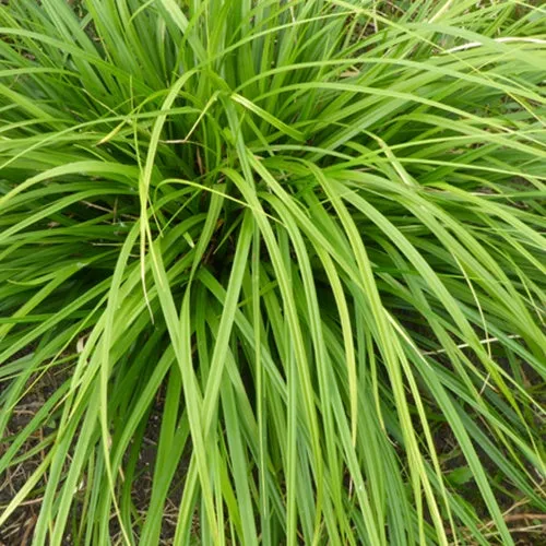Bakker Laîche Japon Mosten Carex Evergold pot 9cm doré